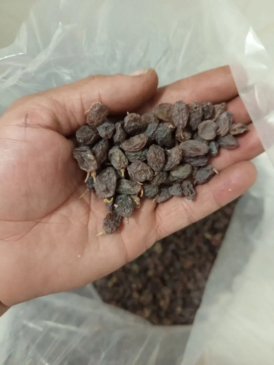 فروش کشمش آفتابی وپلویی|خوردنی و آشامیدنی|ملایر, |دیوار