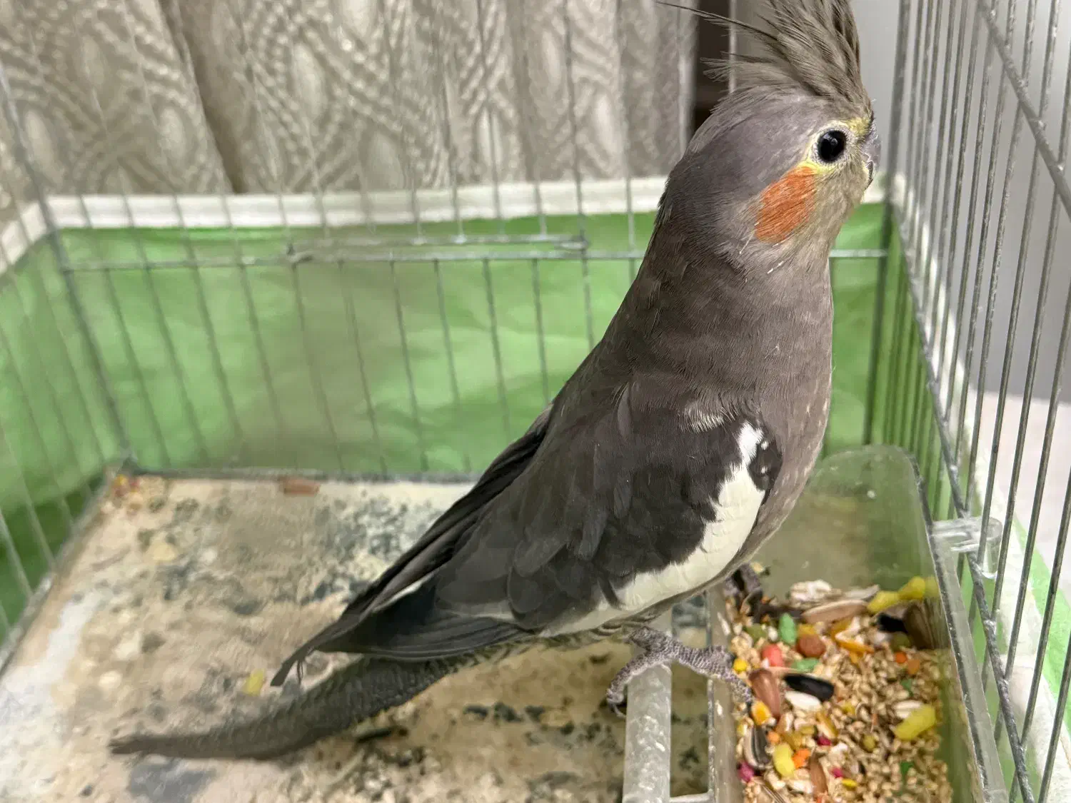 عروس هلندی|پرنده|تنکمان, |دیوار