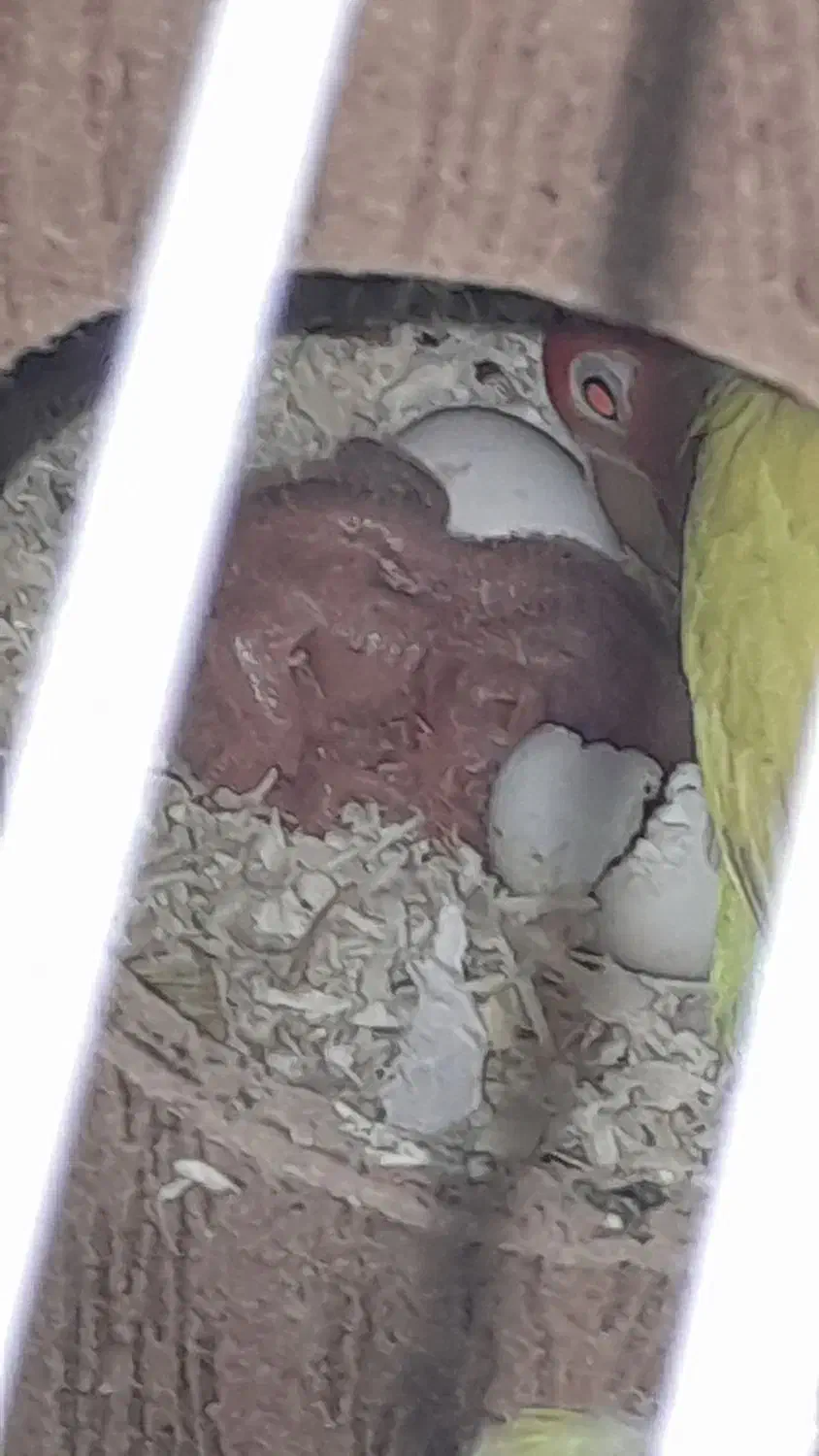 جوجه طوطی برزیلی صورت هلویی|پرنده|کهریزک, |دیوار