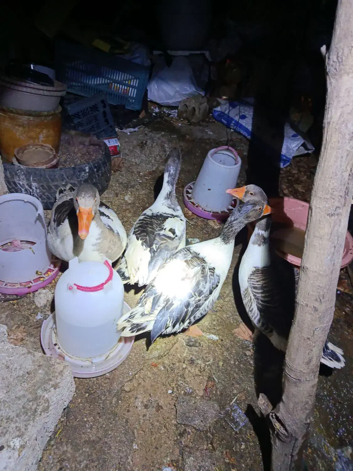 غاز ومرغ|حیوانات مزرعه|یاسوج, |دیوار