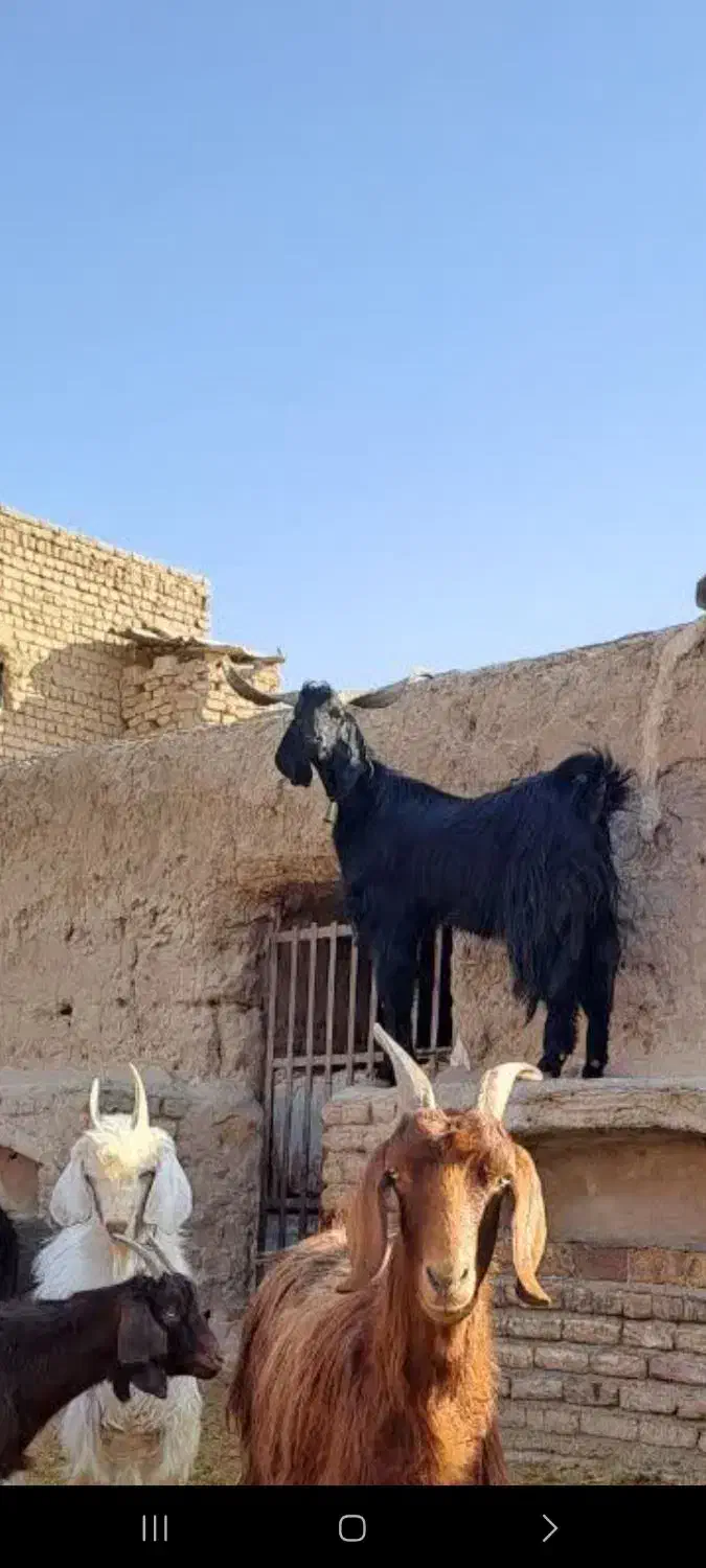 دوبر۳ساله|حیوانات مزرعه|قنوات, |دیوار