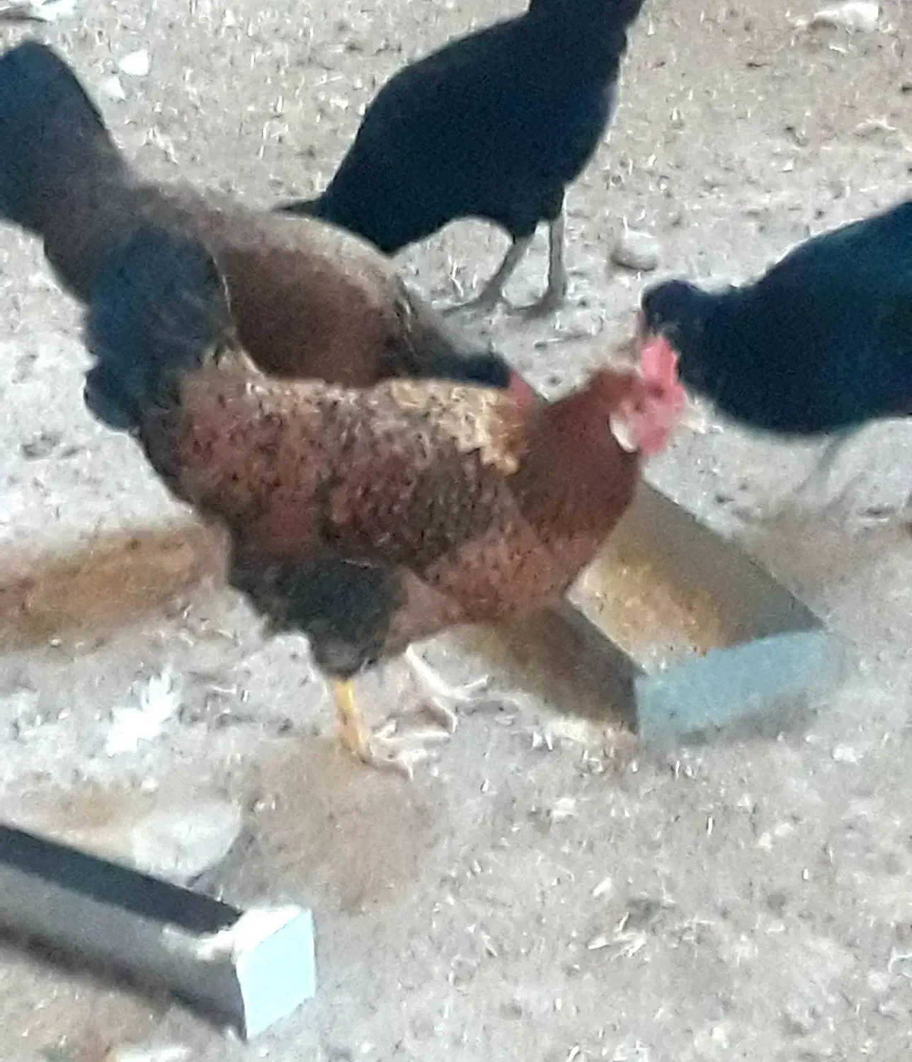 مرغ|حیوانات مزرعه|گچی, |دیوار