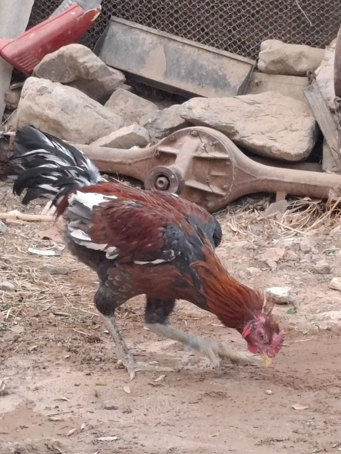 خروس لاری|حیوانات مزرعه|زرند, |دیوار