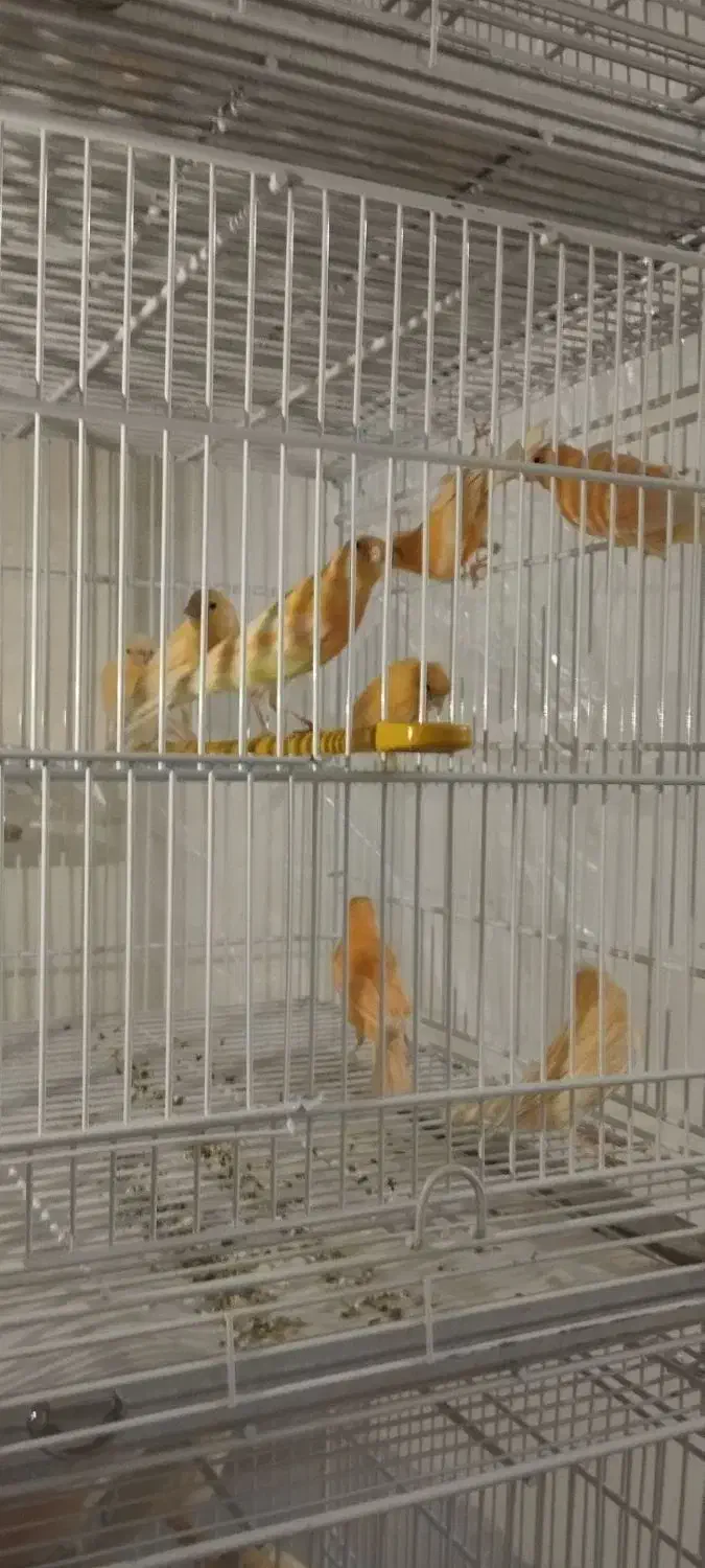 قناری|پرنده|سیرجان, |دیوار