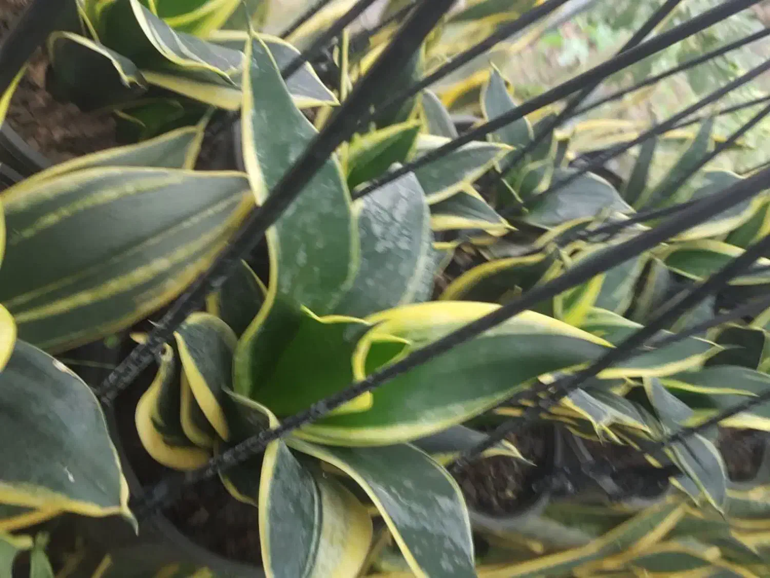 سانسورها بلک گلد|گل و گیاه طبیعی|رشت, جهاد|دیوار