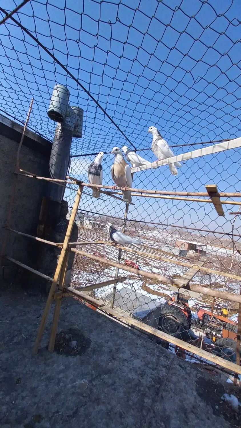 طوقی|پرنده|بهار, |دیوار