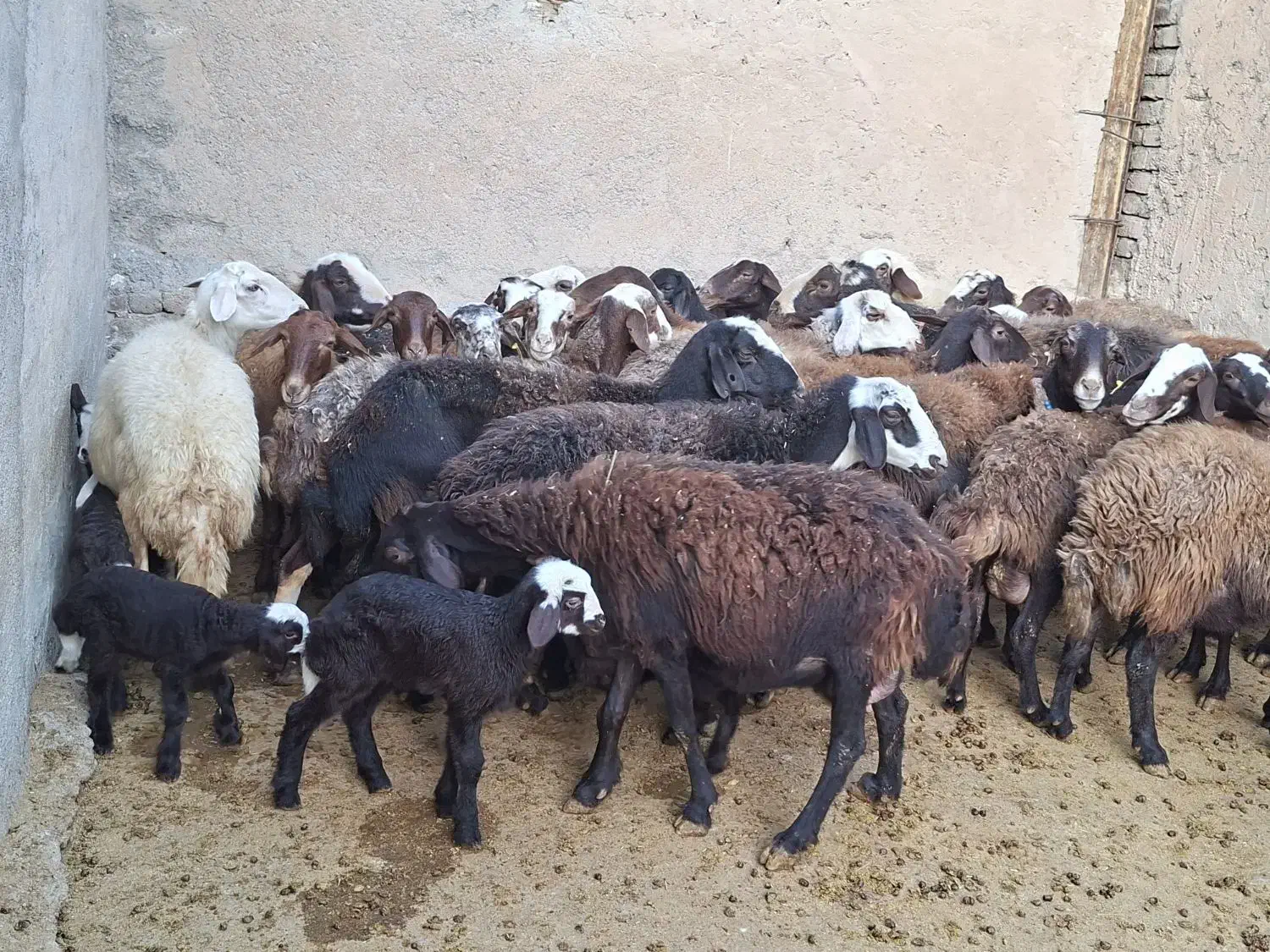 فروش ۳۰راس میش داشتی سالم جوان|حیوانات مزرعه|بروجرد, |دیوار