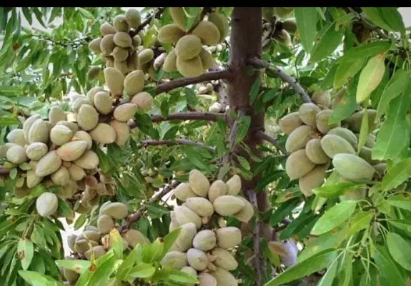 فروش ریشه بادام سنگی قدیمی اعلا|خدمات باغبانی و درختکاری|آذرشهر, |دیوار