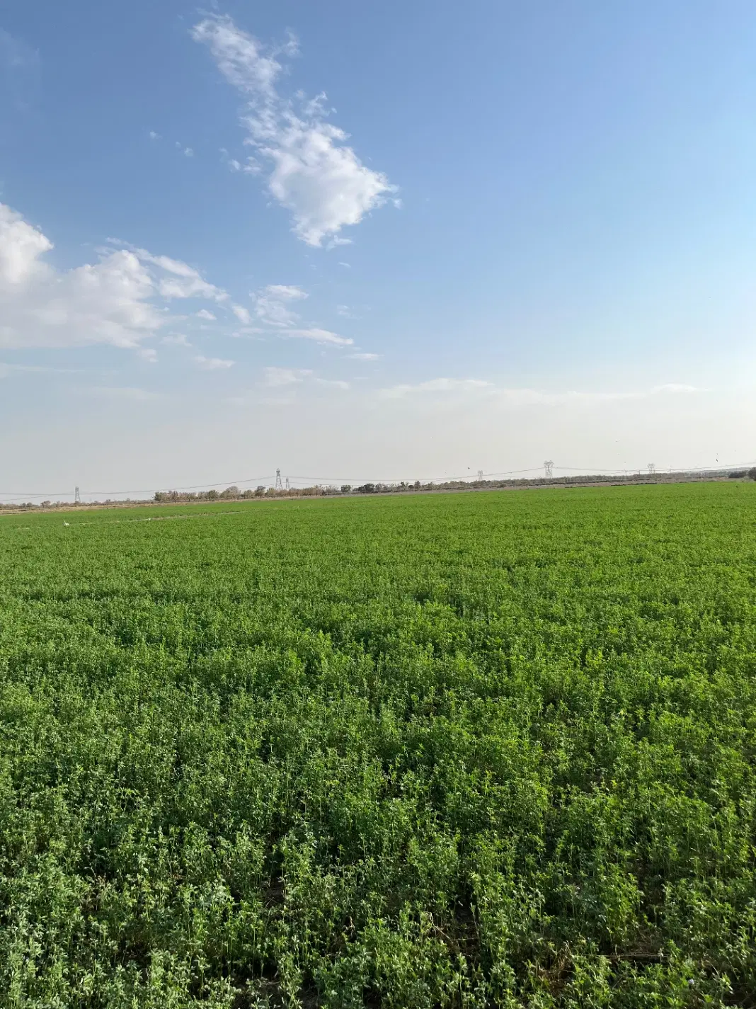 بذر یونجه همدان سرت شده درجه یک به شرط|عمدهفروشی|تهران, فیروزآبادی|دیوار