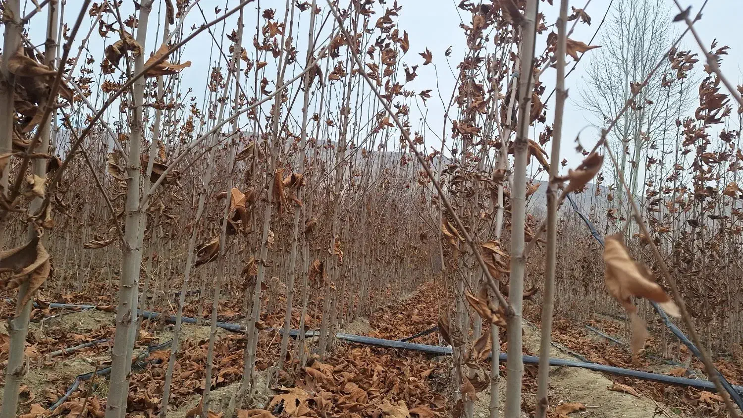 چنار سفید اصفهان|خدمات باغبانی و درختکاری|شاندیز, |دیوار