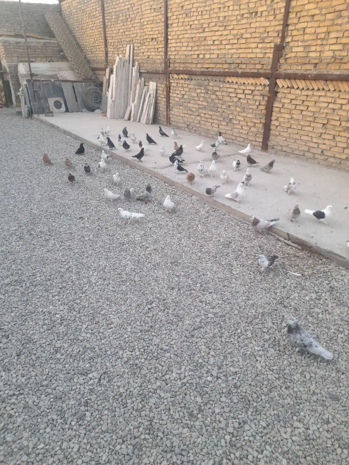 کبوتر|پرنده|گلستان (تهران), |دیوار
