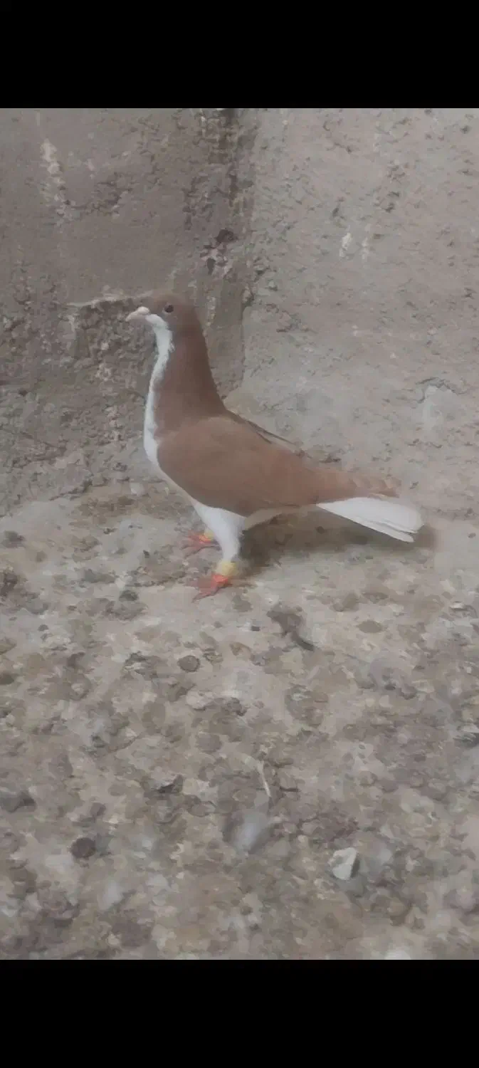 کبوتر کفتر|پرنده|اقبالیه, |دیوار