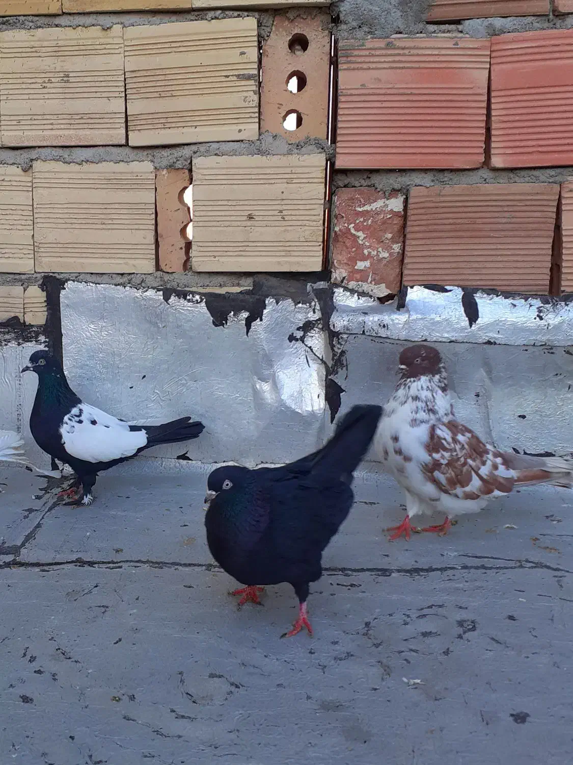 کبوتر تهرانی و لوتی|پرنده|باسمنج, |دیوار