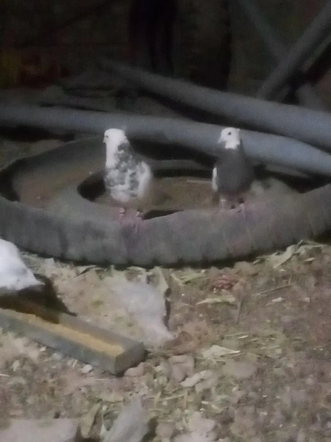 کبوتر|پرنده|تایباد, |دیوار