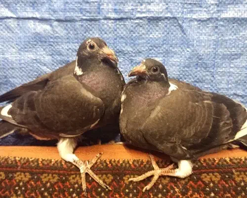 جوجه جان اردن|پرنده|دلند, |دیوار