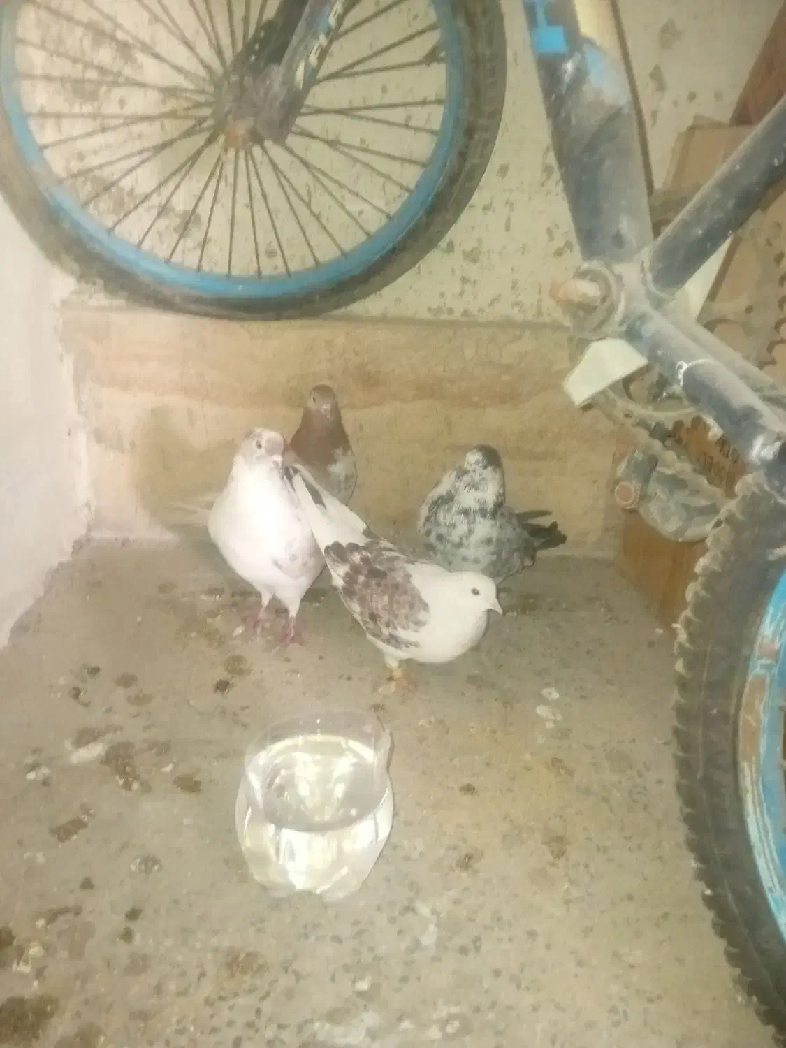 دوجفت کفتر تهرانی اصل پرشی مایع|پرنده|کهریزک, |دیوار