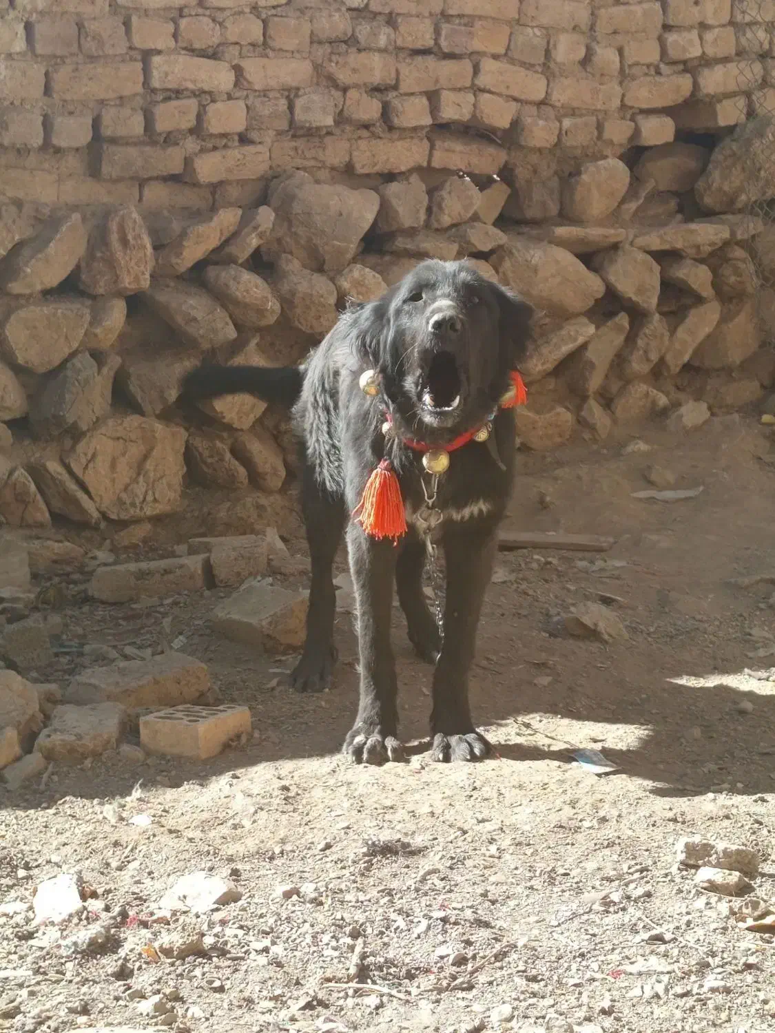 واگزاری توله قدرجونی|سگ|فریدونشهر, |دیوار