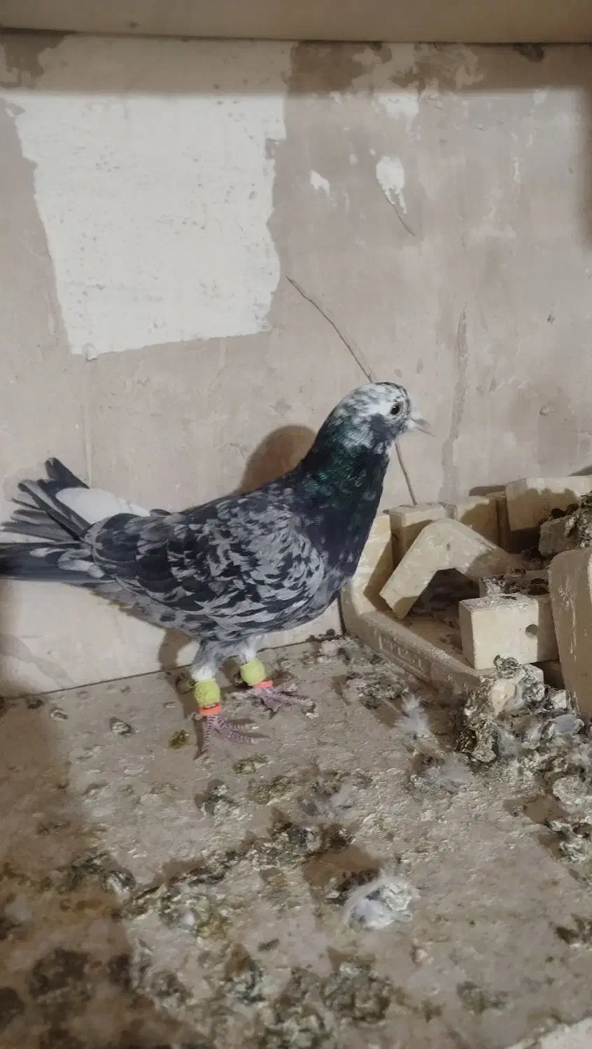 کبوتر صید|پرنده|تربت‌حیدریه, مسجد جامع|دیوار