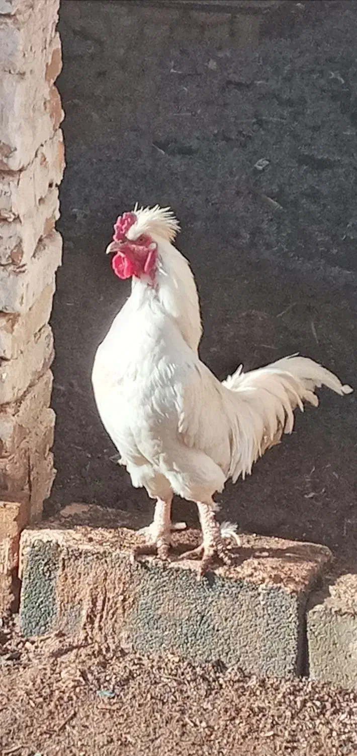 خروس نژاد سلطان|حیوانات مزرعه|یزد, |دیوار