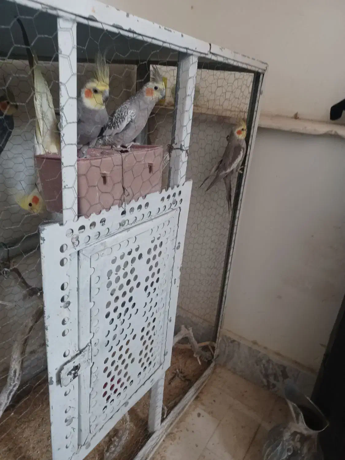 ۹ عدد عروس هلندی|پرنده|تربتحیدریه, آغوی|دیوار