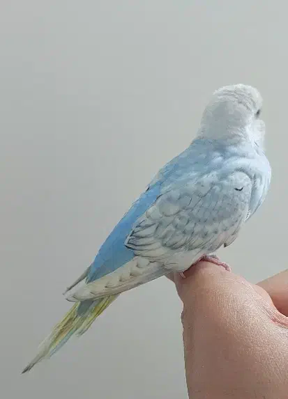 جوجه مرغ عشق اسپانگل|پرنده|بروجرد, |دیوار