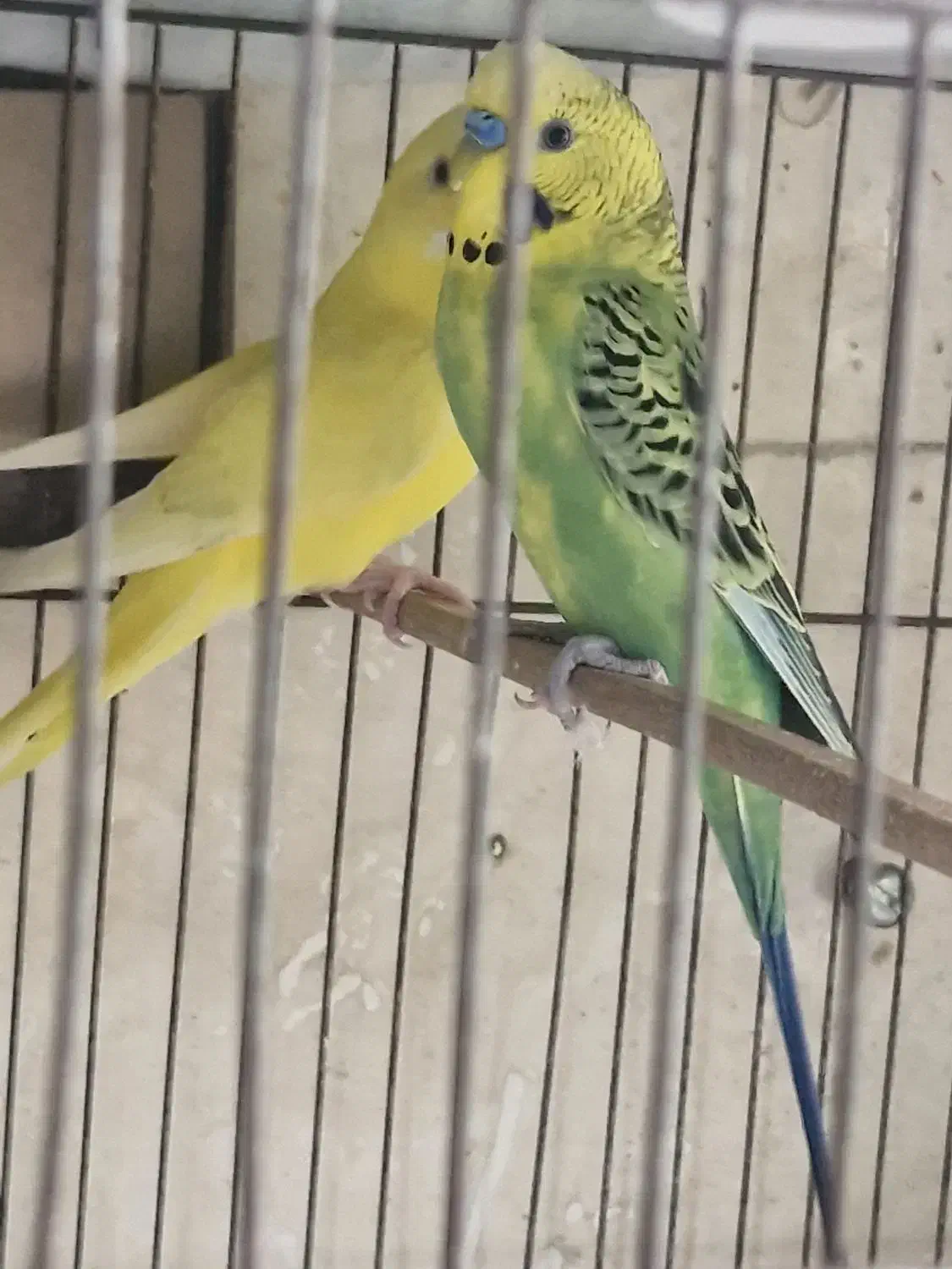 جفت مرغ عشق  مولد|پرنده|اصفهان, گلزار|دیوار