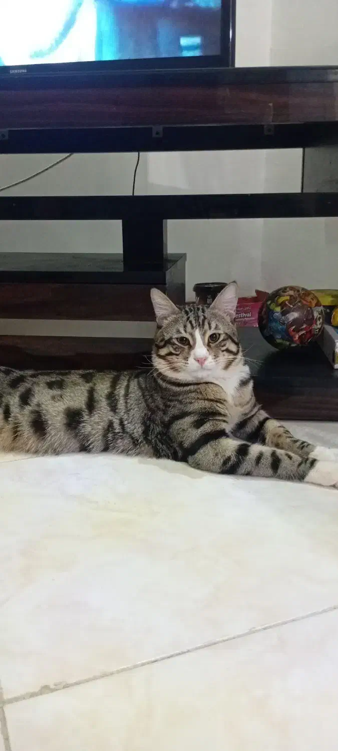 گربه|گربه|اصفهان, بهارستان|دیوار