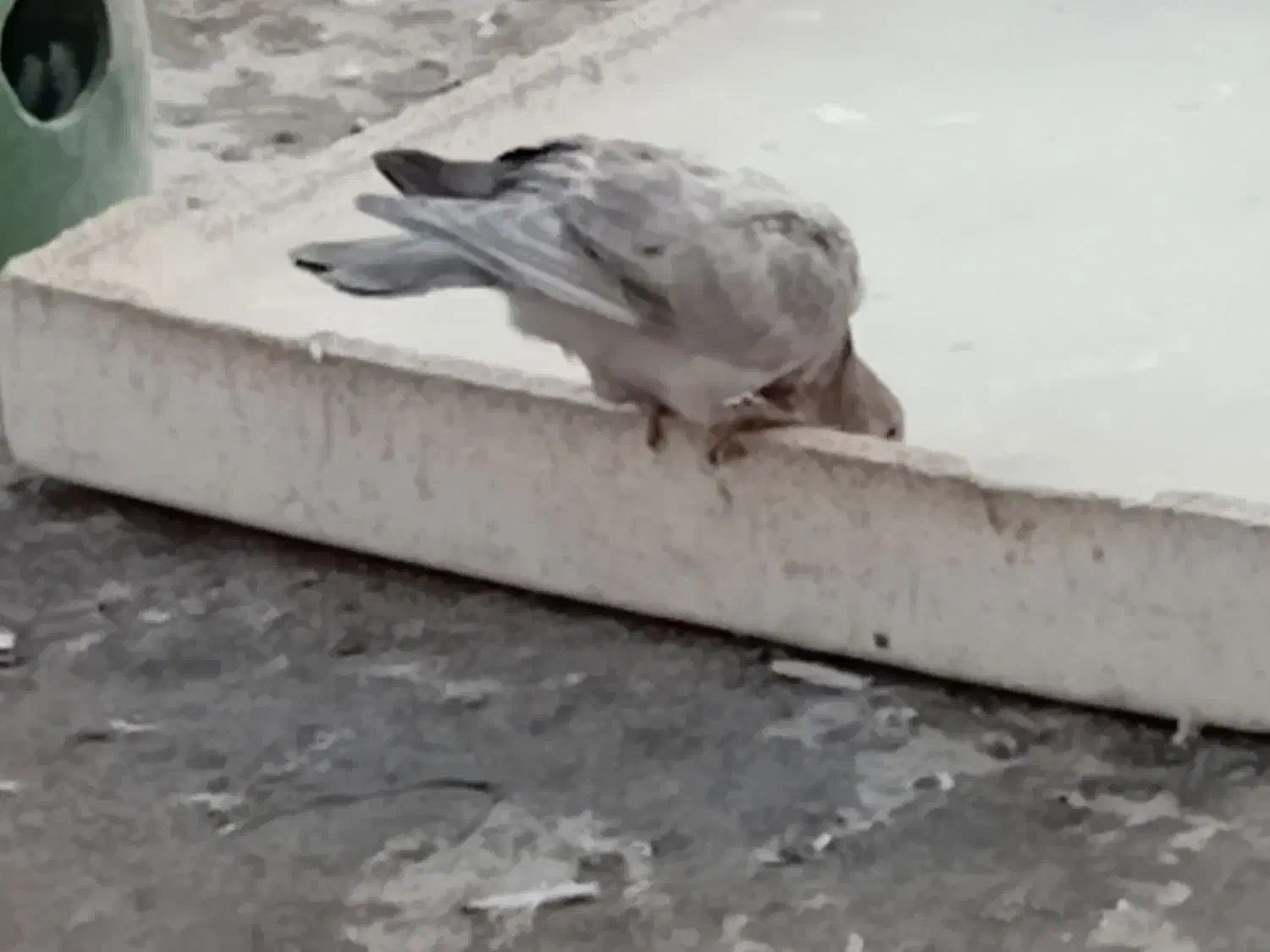 کفتر گرفتنی غریب گیری|پرنده|رودهن, |دیوار