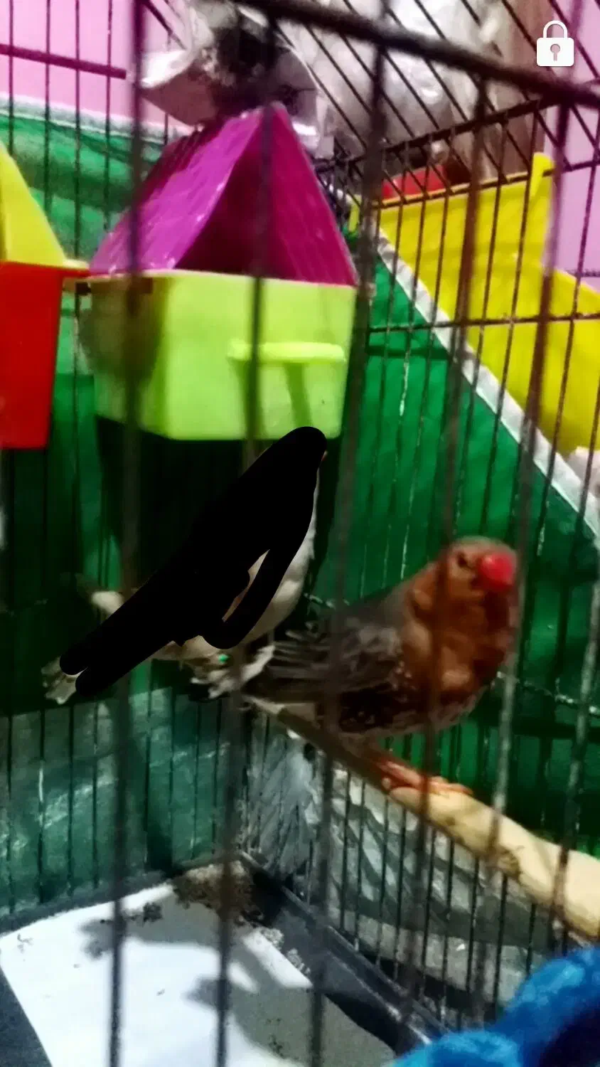 اورنج درجه یک|پرنده|بندر ماهشهر, |دیوار