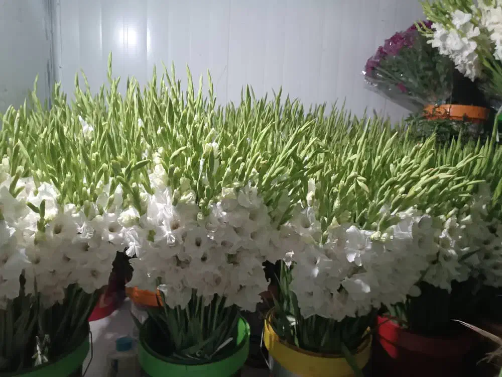 گل رز هلندی سبد گل نمایشگاه|گل و گیاه طبیعی|قم, بلوار امین و ساحلی|دیوار