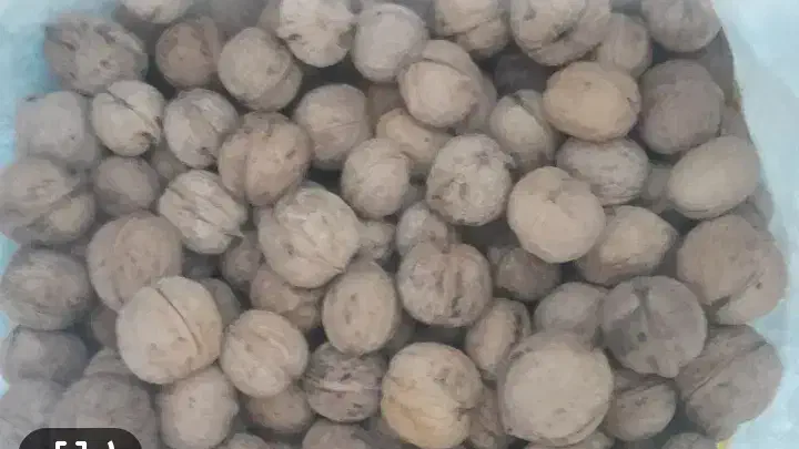 گردو فروشی پر زرد الو لواشکی کسی میخواد|خوردنی و آشامیدنی|جیرفت, |دیوار