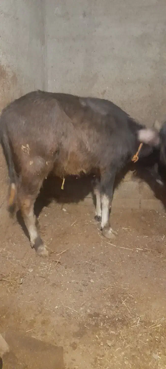 گوساله گاومیش|حیوانات مزرعه|انزل, |دیوار