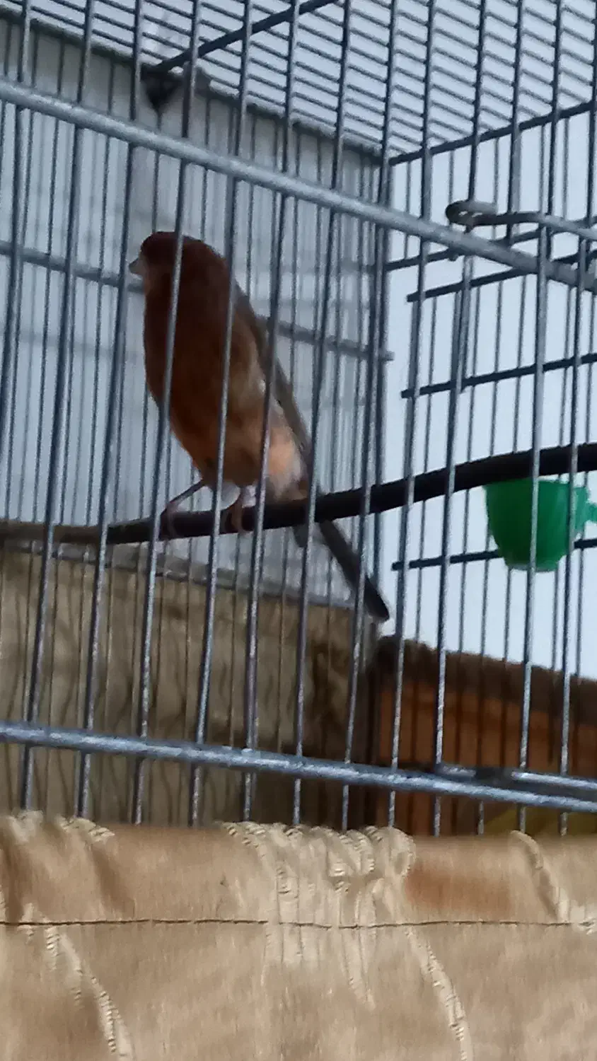 قناری رسمی بلند|پرنده|ماهدشت, |دیوار