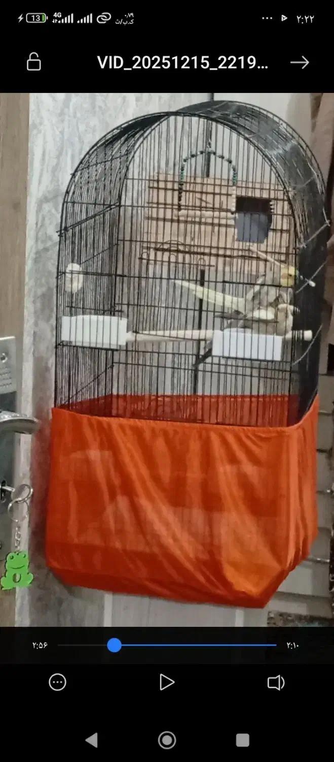 عروس هلندی مولد با ضمانت|پرنده|فردیس, شهرک شهید حسینی|دیوار