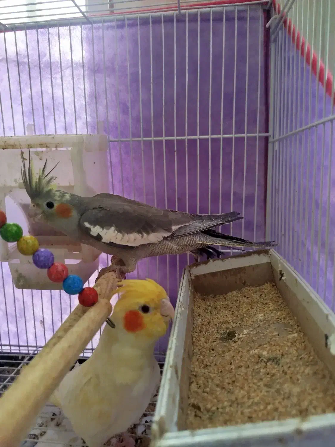 عروس هلندی|پرنده|نیشابور, دربقاضی|دیوار