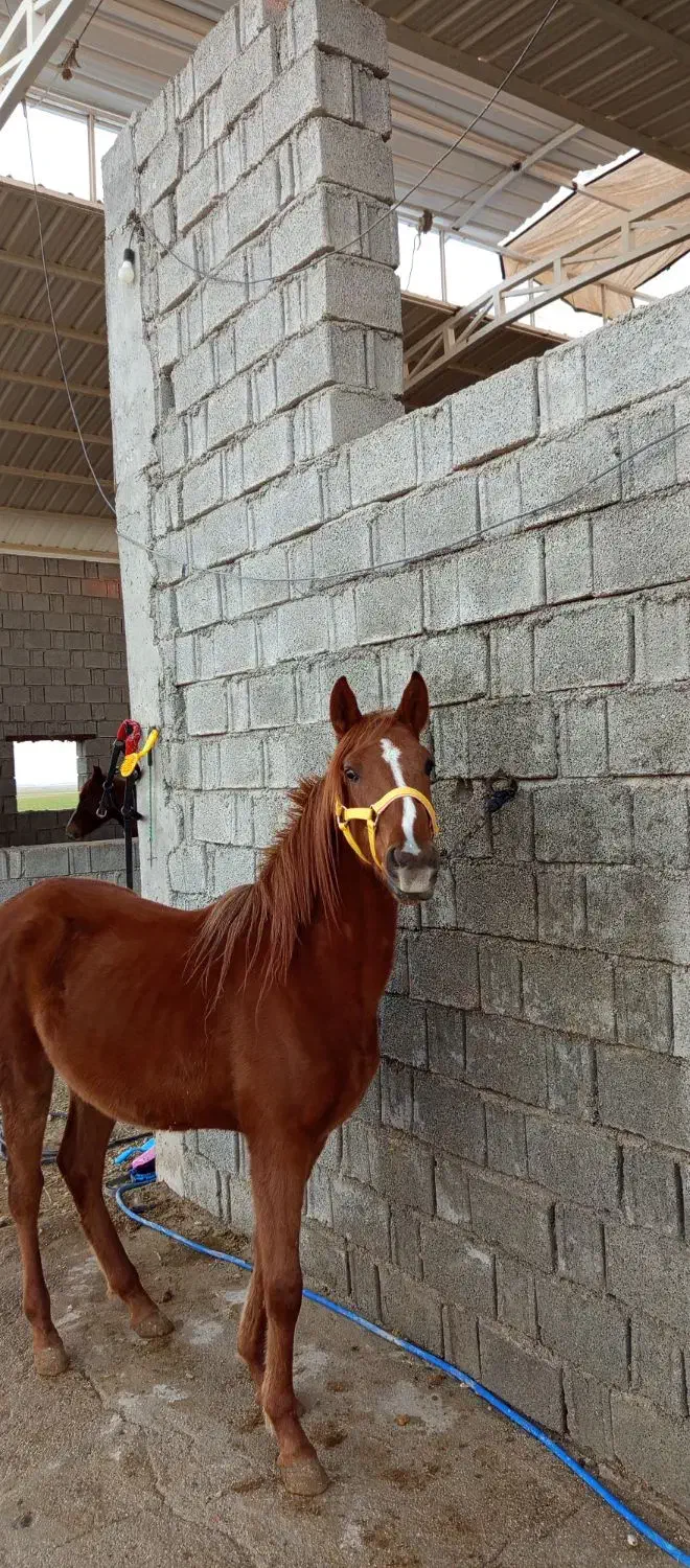 کره اسب|اسب و تجهیزات اسبسواری|برازجان, |دیوار