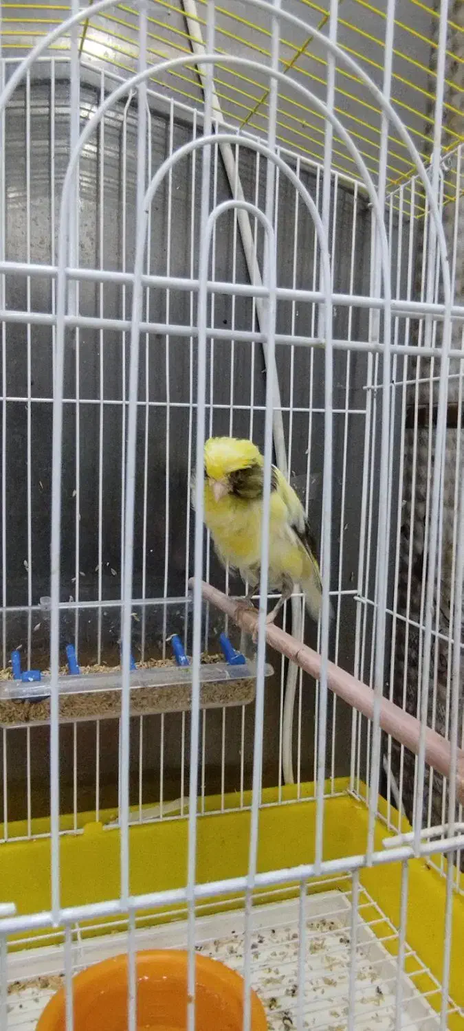 قناری ابلغ رسمی|پرنده|تفت, |دیوار