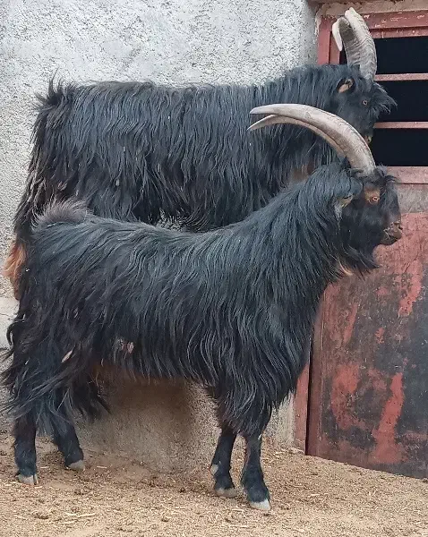 نربزدوساله گوش برنجی شاخ انبری. قوچ  تخمی سه ساله|حیوانات مزرعه|خمین, |دیوار