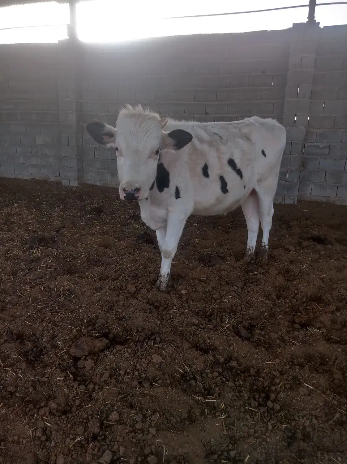 گاو|حیوانات مزرعه|مرودشت, دولت آباد|دیوار