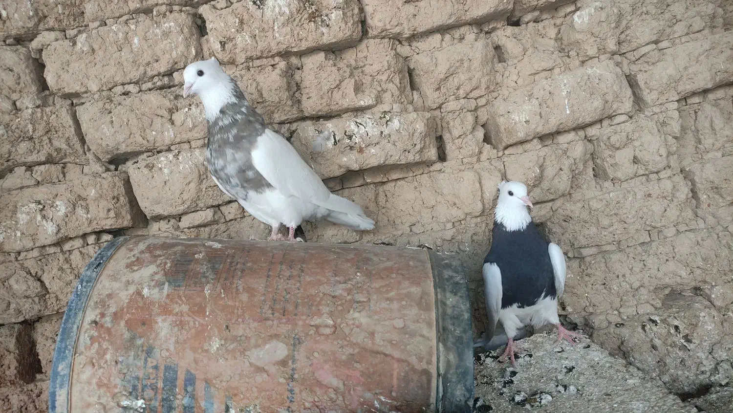 طوقی|پرنده|ریگ, |دیوار