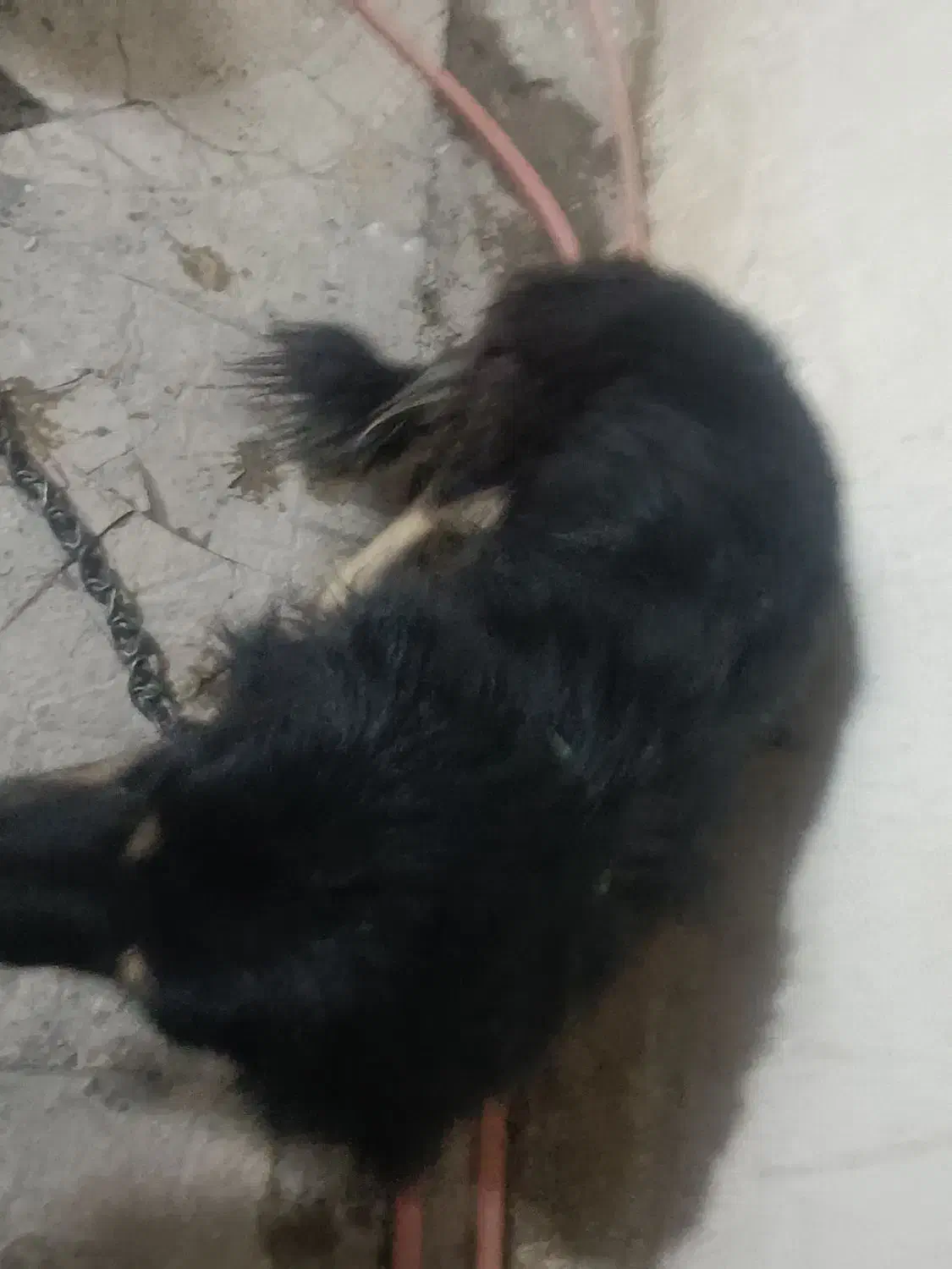 چهارمیلیون|سگ|ایرانشهر, |دیوار