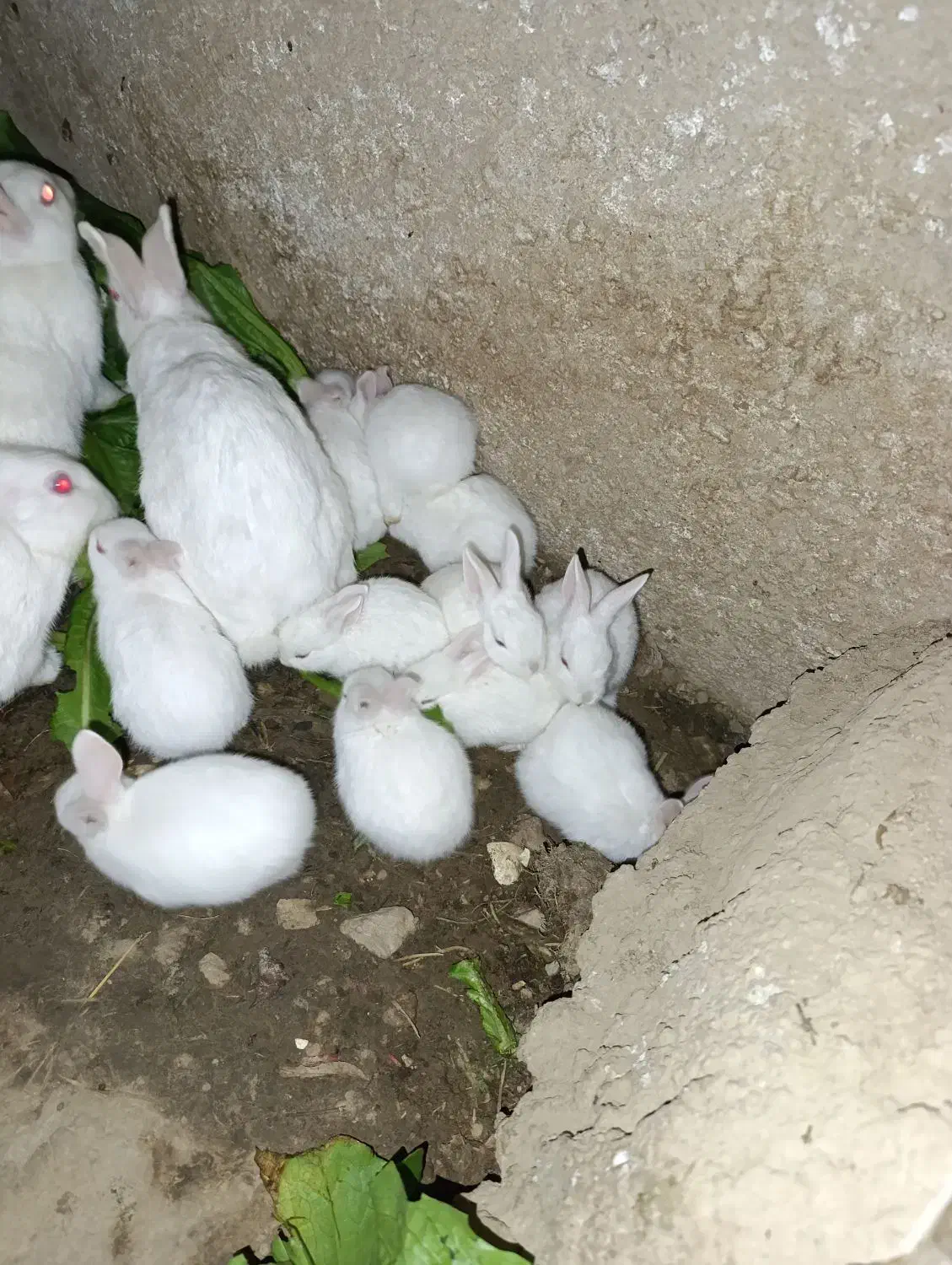 خرگوش سفید معاوضه با قناری|موش و خرگوش|فیروزآباد (فارس), |دیوار