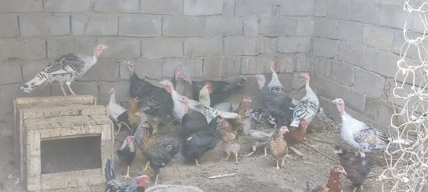 بوقلمون مرغ خروس|حیوانات مزرعه|بم, |دیوار