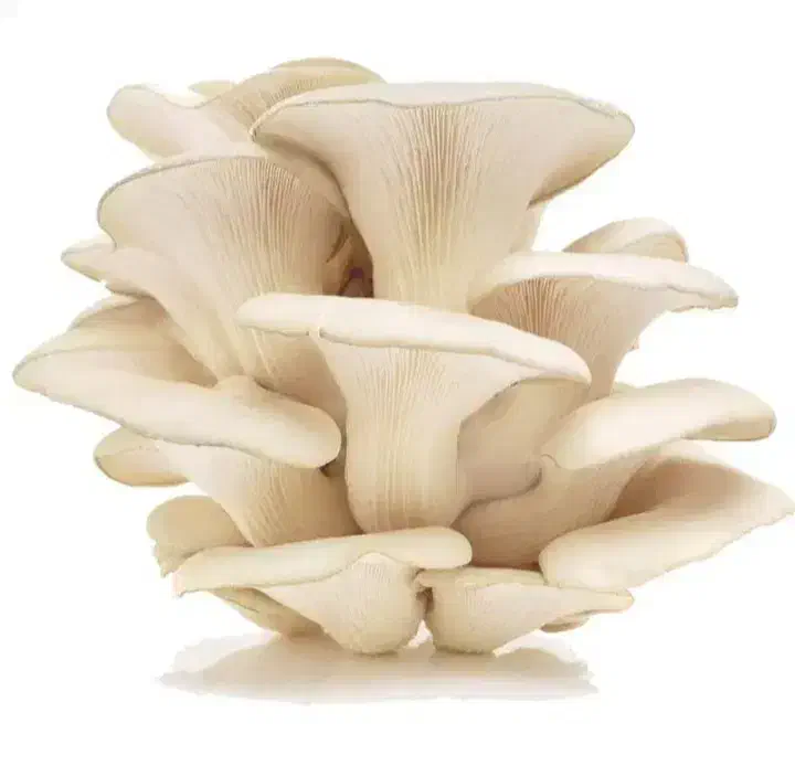 فروش بذر قارچ صدفی|گل و گیاه طبیعی|قم, شهرک مهدیه|دیوار