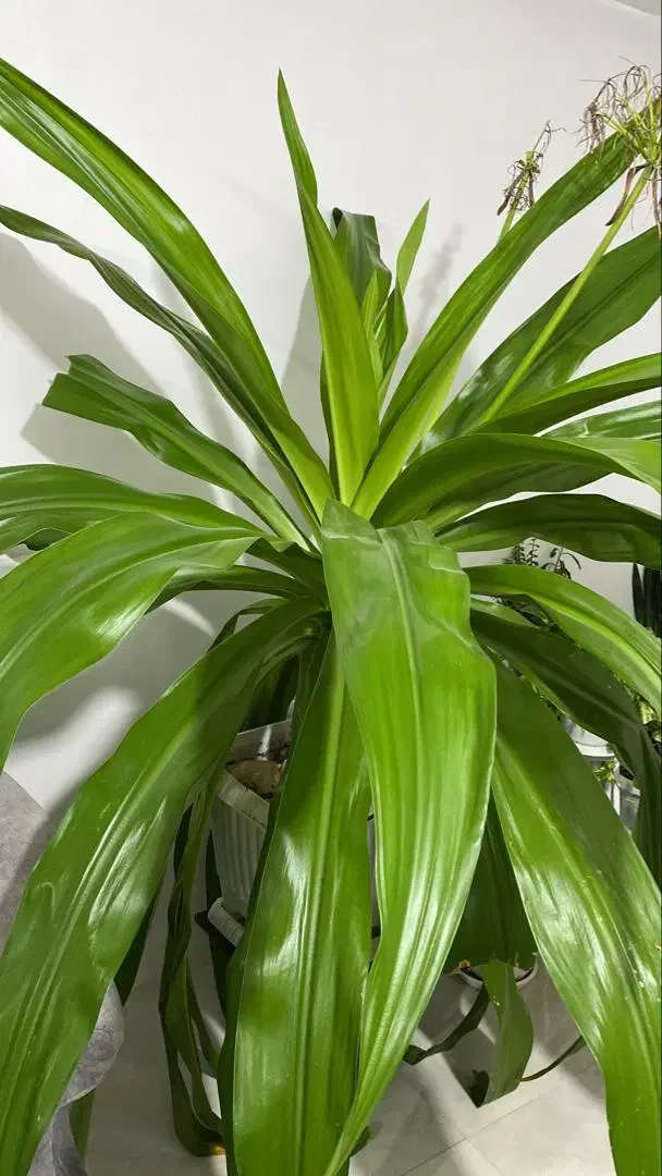 گل سوسن چتری (سوسن عنکبوتی)|گل و گیاه طبیعی|هشتگرد, هیو|دیوار