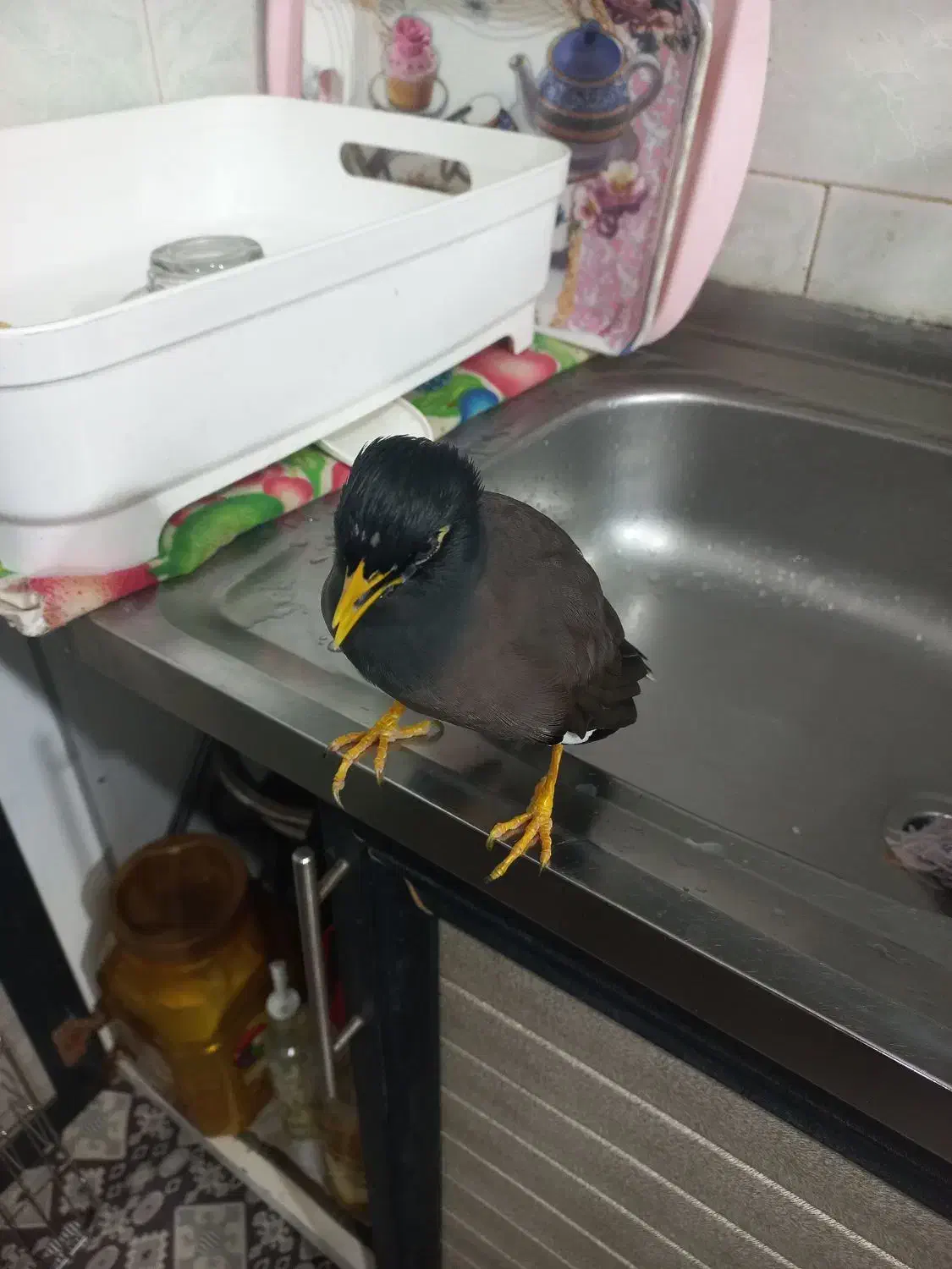 مرغ مینا کشیده|پرنده|لنگرود, |دیوار