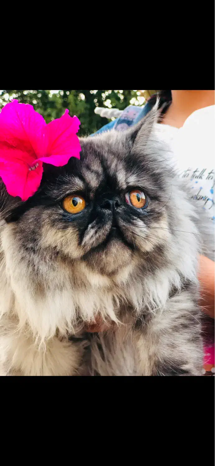 گربه پرشین سوپر فلت|گربه|یزد, |دیوار