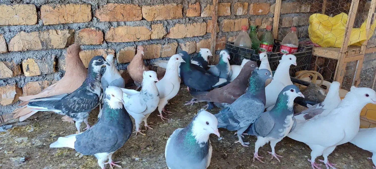 پرنده فروشی|پرنده|باغ بهادران, |دیوار