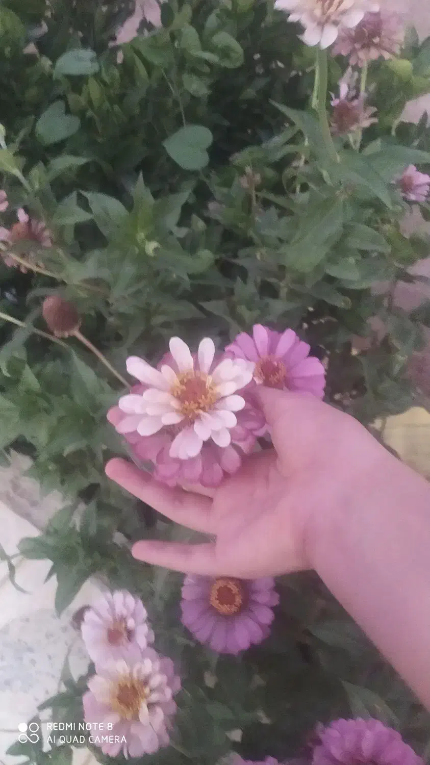 زمین ملکی روستایی کفری کوچه ۳امام رضا|فروش زمین و ملک کلنگی|شیراز, جمال آباد|دیوار