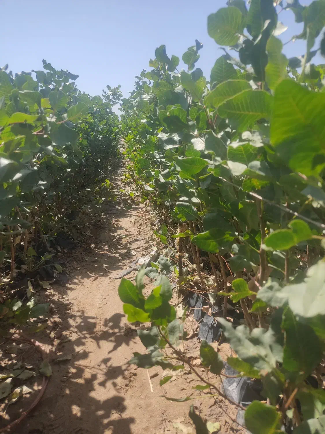 ارقام مختلف نهال پسته ۱ساله و۲ساله|گل و گیاه طبیعی|شاهین‌شهر, گزبرخوار|دیوار